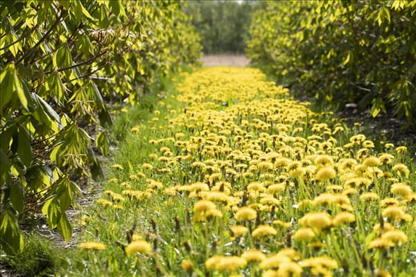 Taraxacum