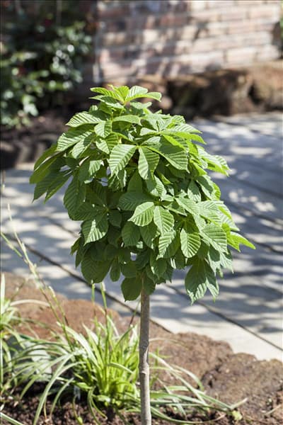 Aesculus hippocastanum