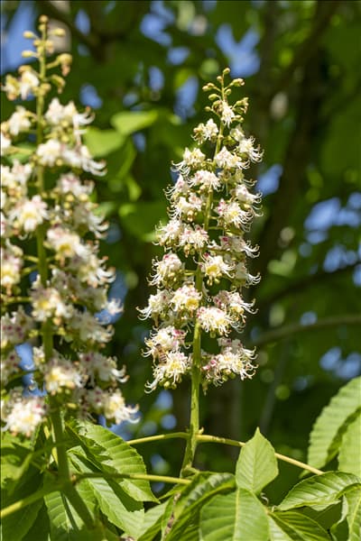 Aesculus hippocastanum