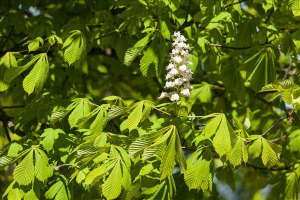 Aesculus hippocastanum