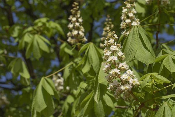 Aesculus hippocastanum