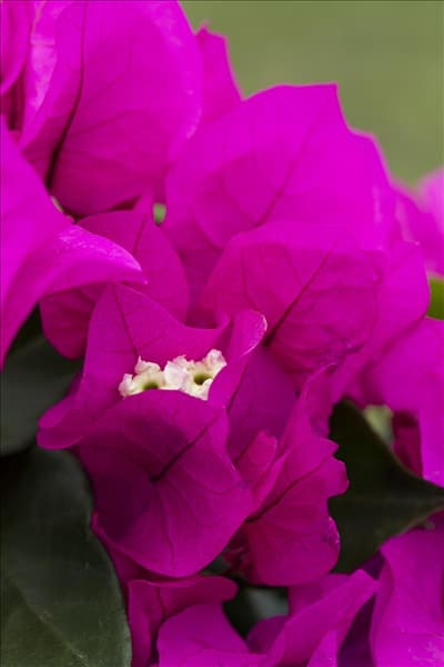 Bougainvillea 'Vera'