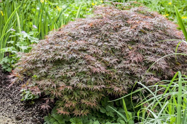 Acer palmatum 'Dissectum Garnet'