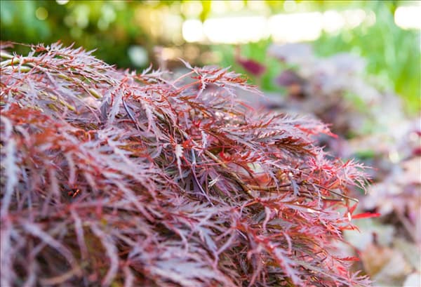 Acer palmatum 'Dissectum Garnet'