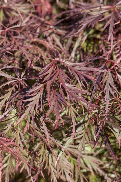 Acer palmatum 'Dissectum Garnet'