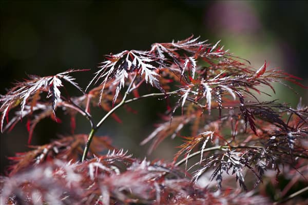 Acer palmatum 'Dissectum Garnet'
