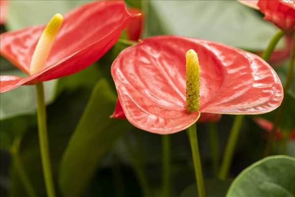 Anthurium x andreanum 'Casanova'®