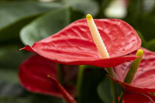 Anthurium x andreanum 'Casanova'®