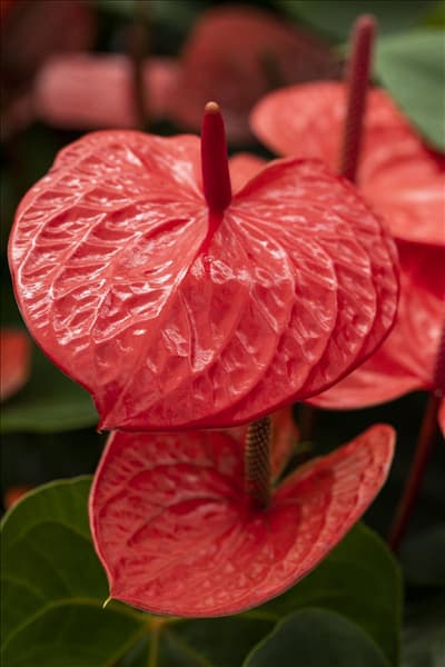 Anthurium x andreanum 'Casanova'®