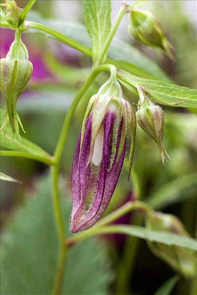Campanula punctata 'Pink Octopus'®