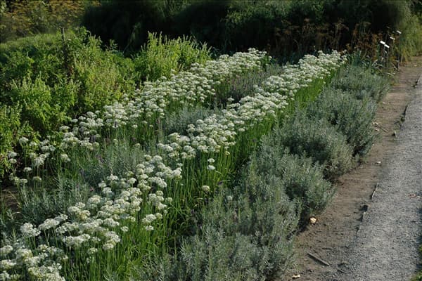 Allium tuberosum 'Knobold'