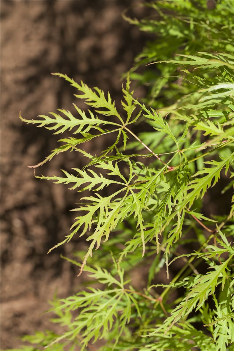 Acer palmatum 'Dissectum Viridis'
