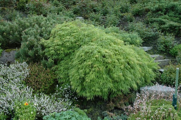 Acer palmatum 'Dissectum Viridis'