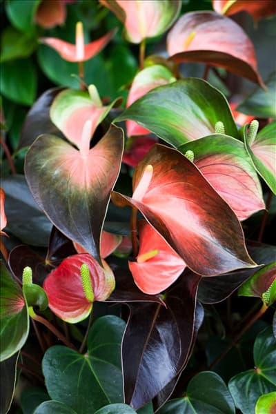 Anthurium x andreanum 'Orange Champion'