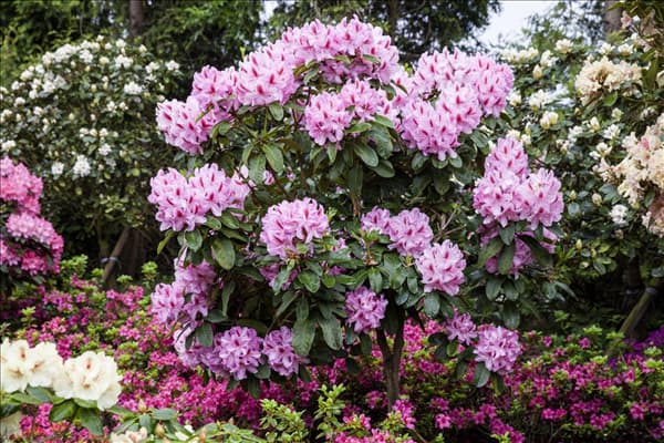 Rhododendron 'Furnivall´s Daughter'