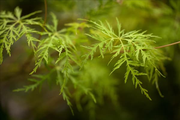 Acer palmatum 'Emerald Lace'