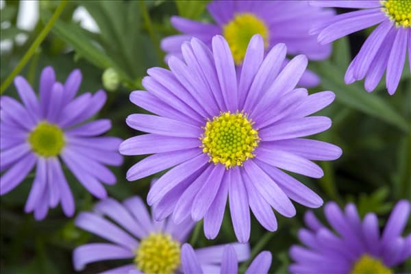 Brachyscome