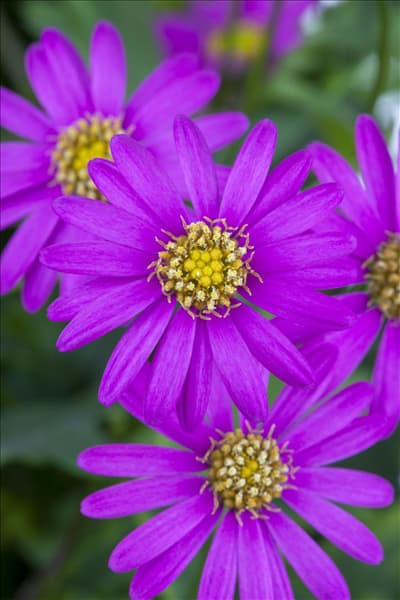 Brachyscome