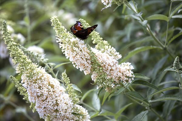 Buddleja davidii, weiß