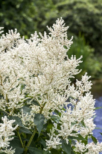Aruncus dioicus