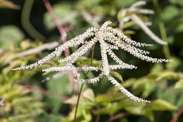 Aruncus dioicus