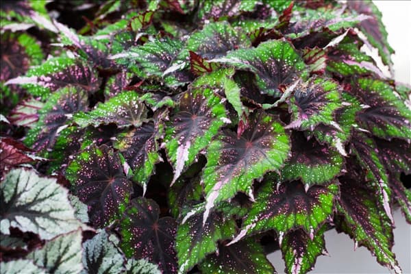 Begonia rex 'Evening Glow'®