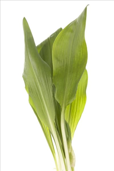 Allium ursinum