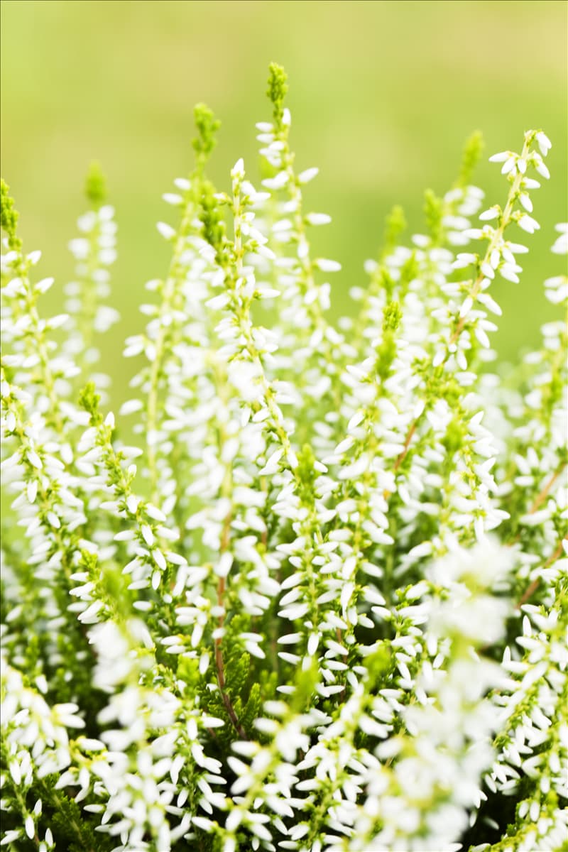 Calluna vulgaris Gardengirls® 'Sandy'
