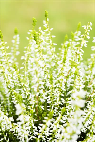 Calluna vulgaris Gardengirls® 'Sandy'