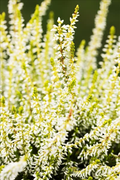 Calluna vulgaris Gardengirls® 'Sandy'