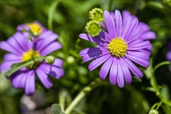 Brachyscome multifida 'Mauve Delight'