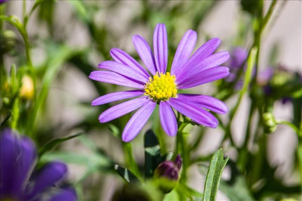 Brachyscome multifida 'Mauve Delight'