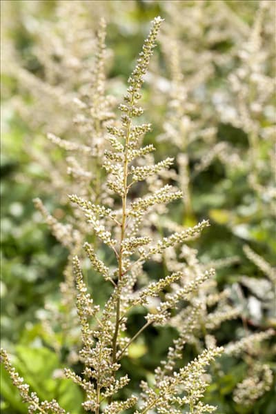 Astilbe x arendsii