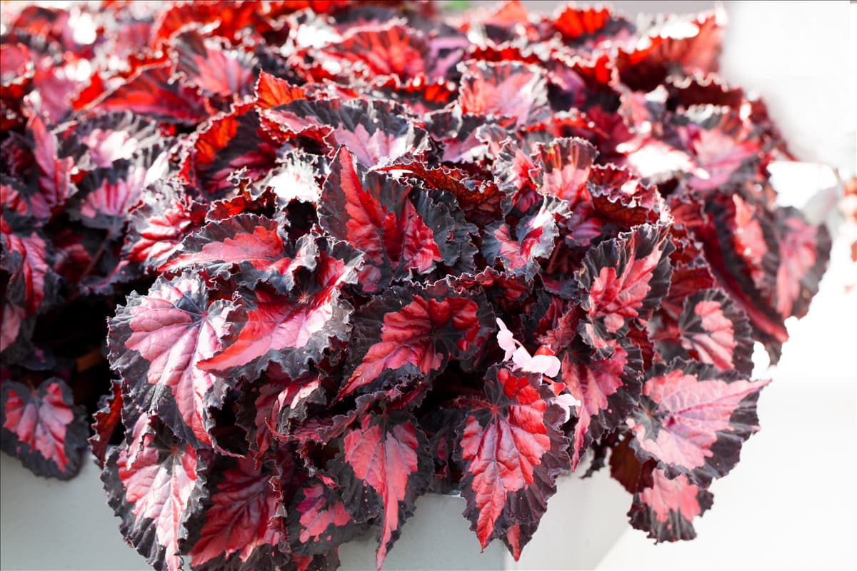 Begonia rex 'Inca Night'®