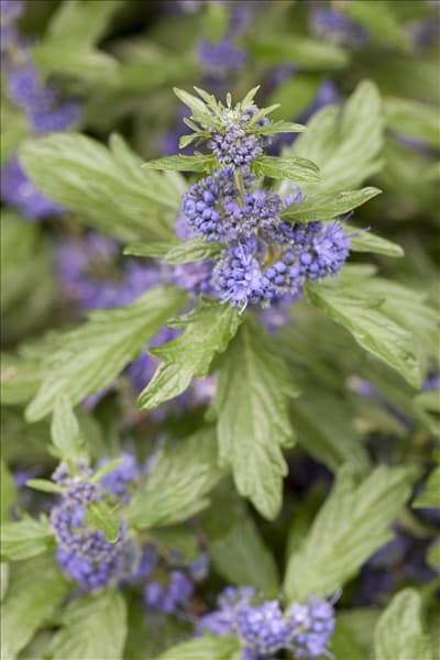 Caryopteris clandonensis 'Blue Balloon'®