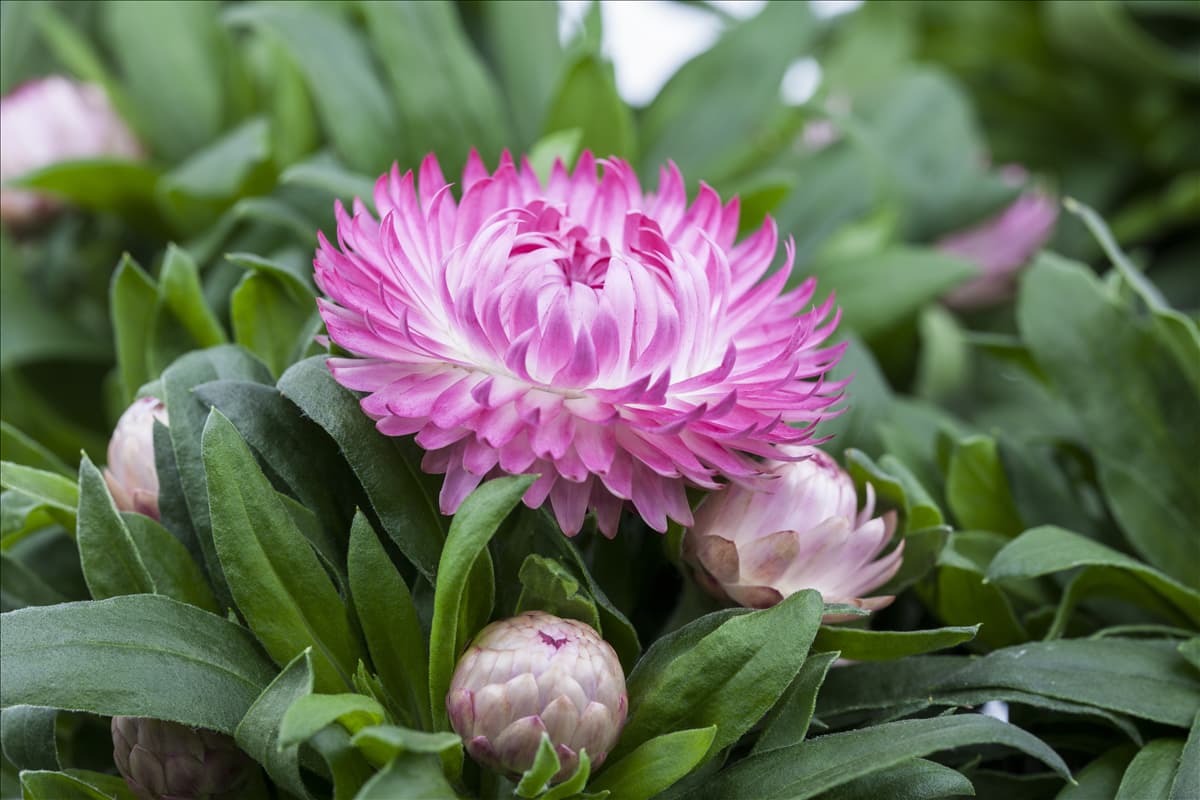 Bracteantha