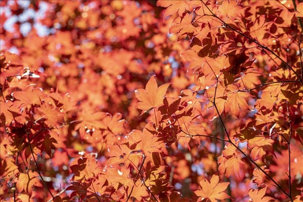 Acer palmatum 'Fireglow'