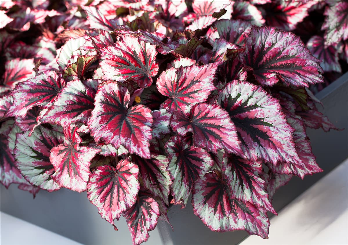 Begonia rex 'Morning Dew'®