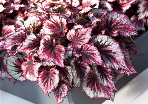 Begonia rex 'Morning Dew'®