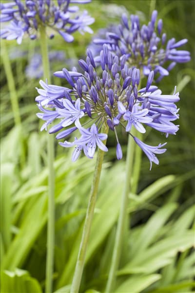 Agapanthus africanus