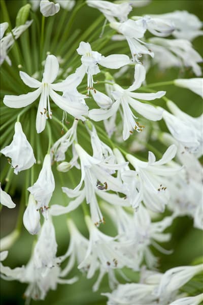 Agapanthus africanus