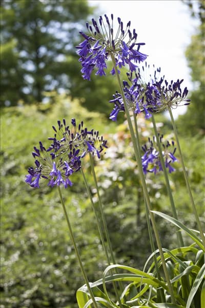 Agapanthus hybride 'Purple Cloud'