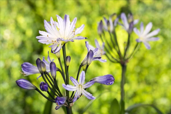 Agapanthus africanus