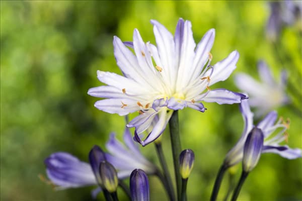 Agapanthus africanus