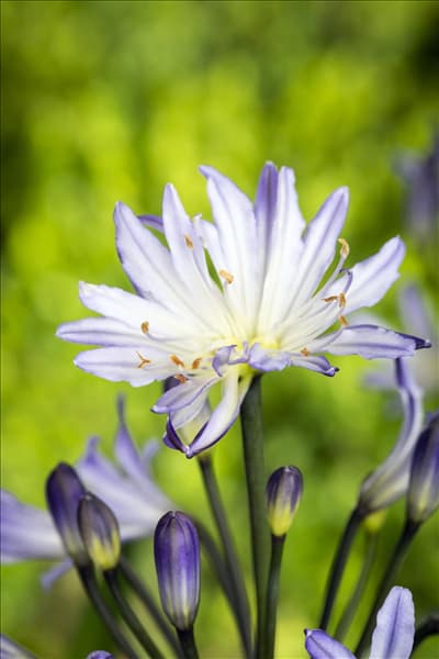 Agapanthus africanus