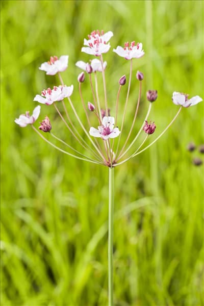 Butomus umbellatus
