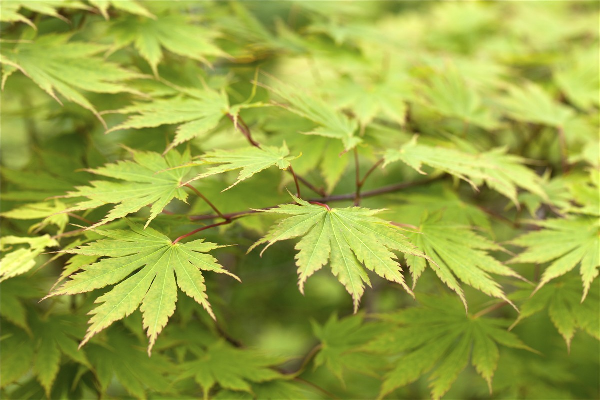 Acer palmatum 'Green Trompenburg'