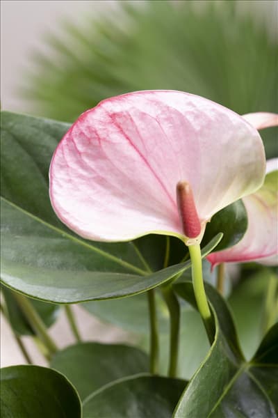 Anthurium x andreanum 'Hot Lips'