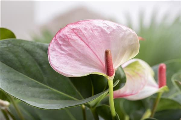 Anthurium x andreanum 'Hot Lips'