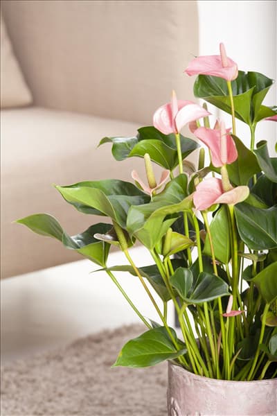 Anthurium x andreanum 'Hot Lips'
